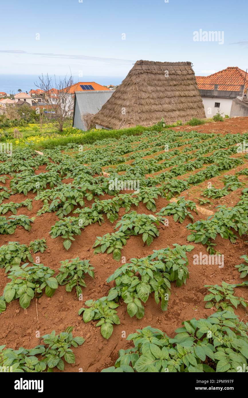 Potatoes growing in a small field, Madeira Stock Photo Alamy
