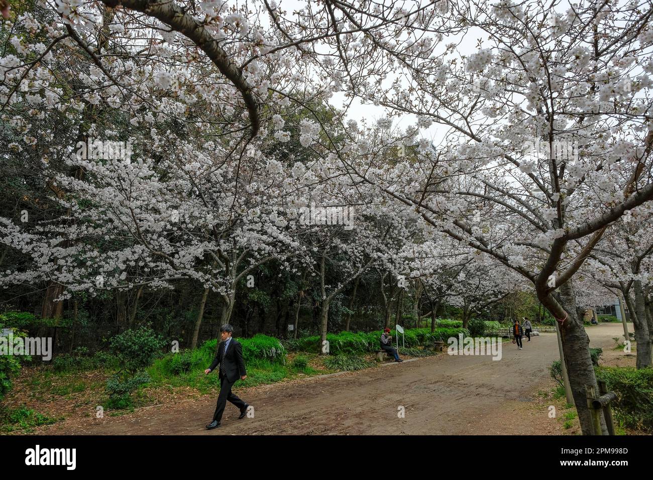 Osaka, Japan March 24, 2023 Cherry blossoms in Utsubo Park in Osaka