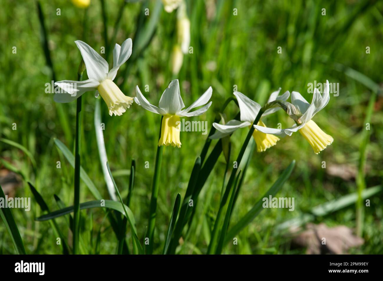 White and pale Yellow spring flowers of dwarf daffodil narcissus Jenny in UK garden April Stock Photo