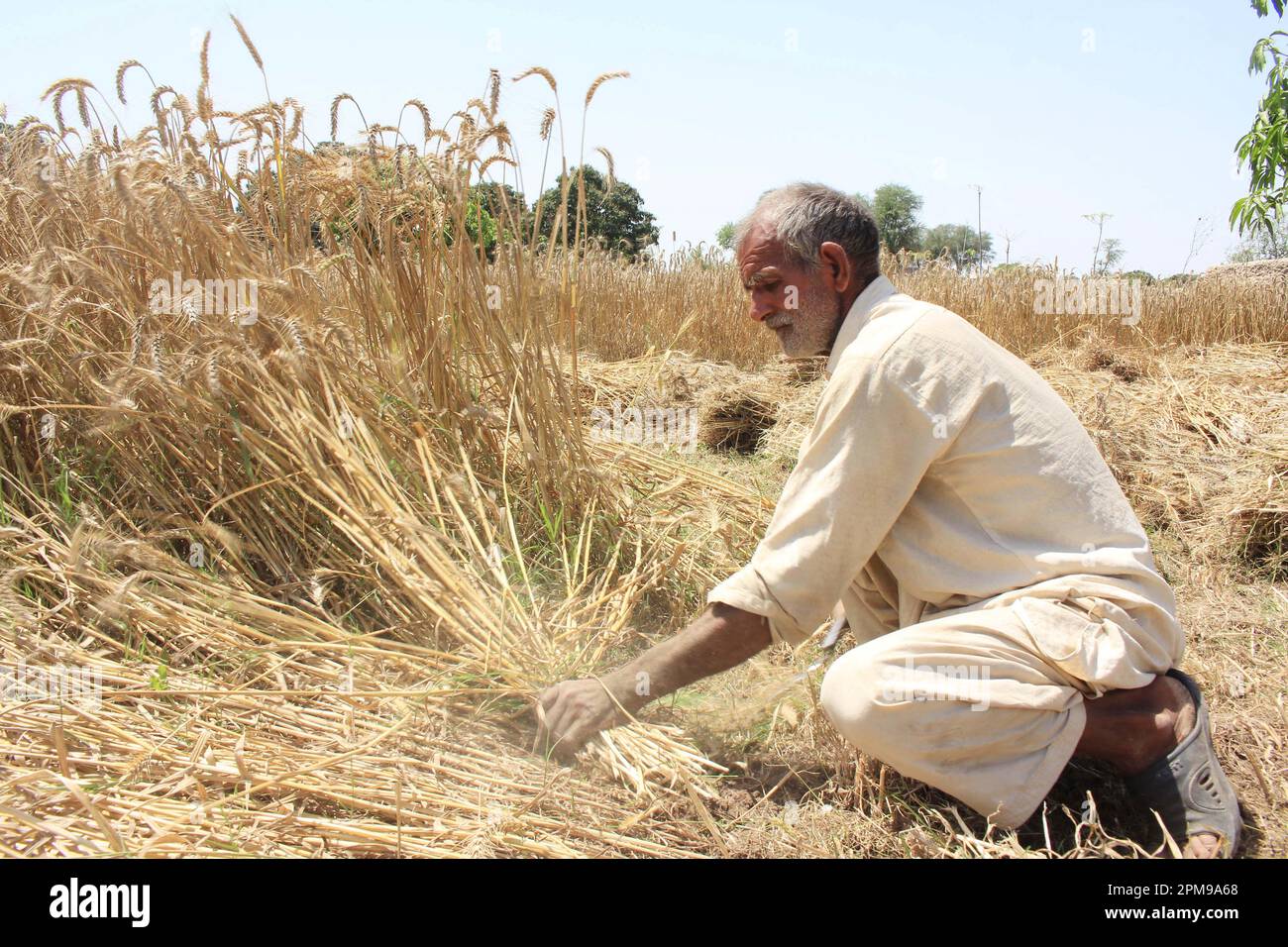 Multan. 12th Apr, 2023. A farmer harvests wheat on the outskirts of Multan, Pakistan on April 12, 2023. Credit: Mansoor/Xinhua/Alamy Live News Stock Photo