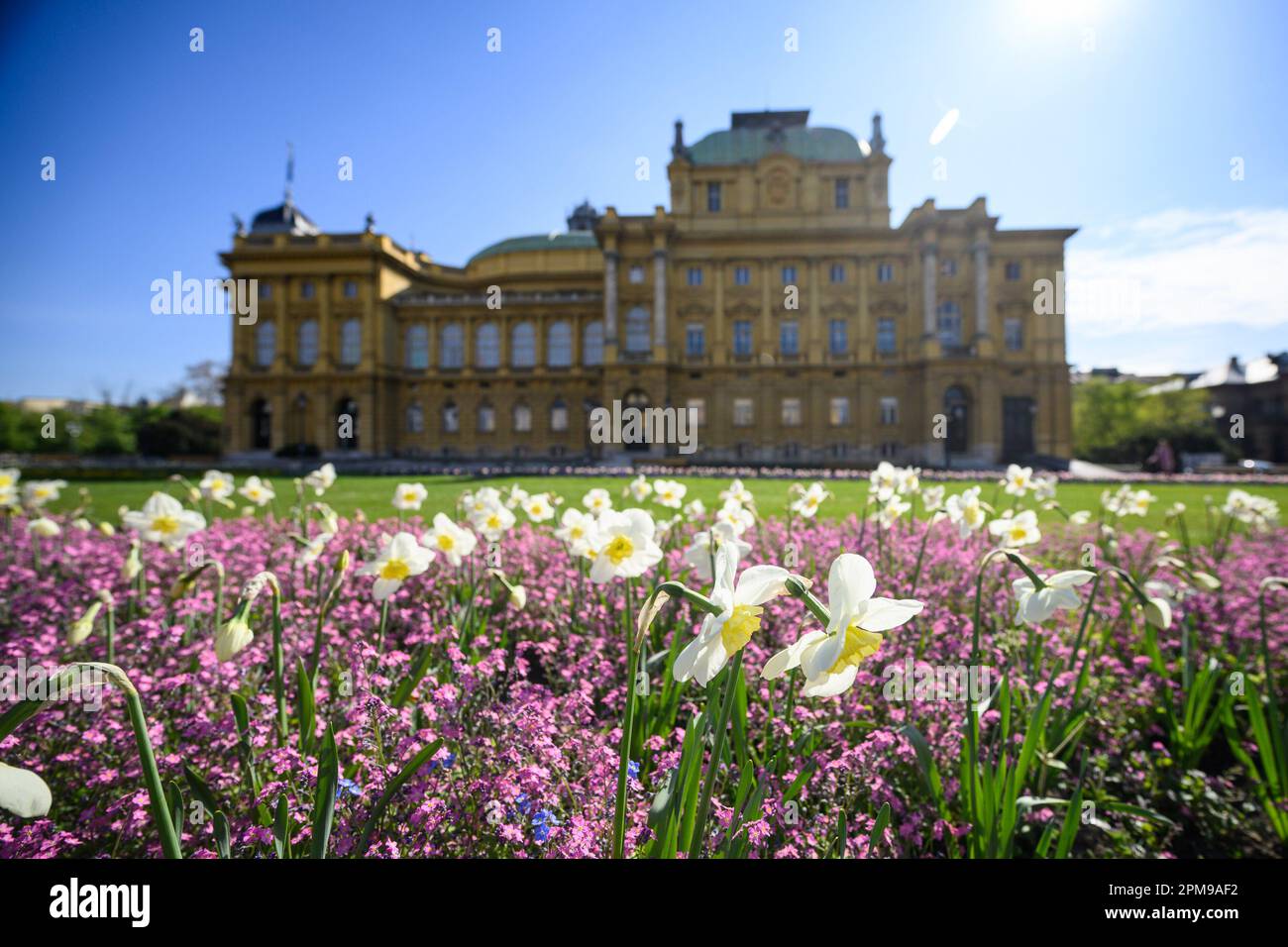 (230412) ZAGREB, April 12, 2023 (Xinhua) Spring flowers are