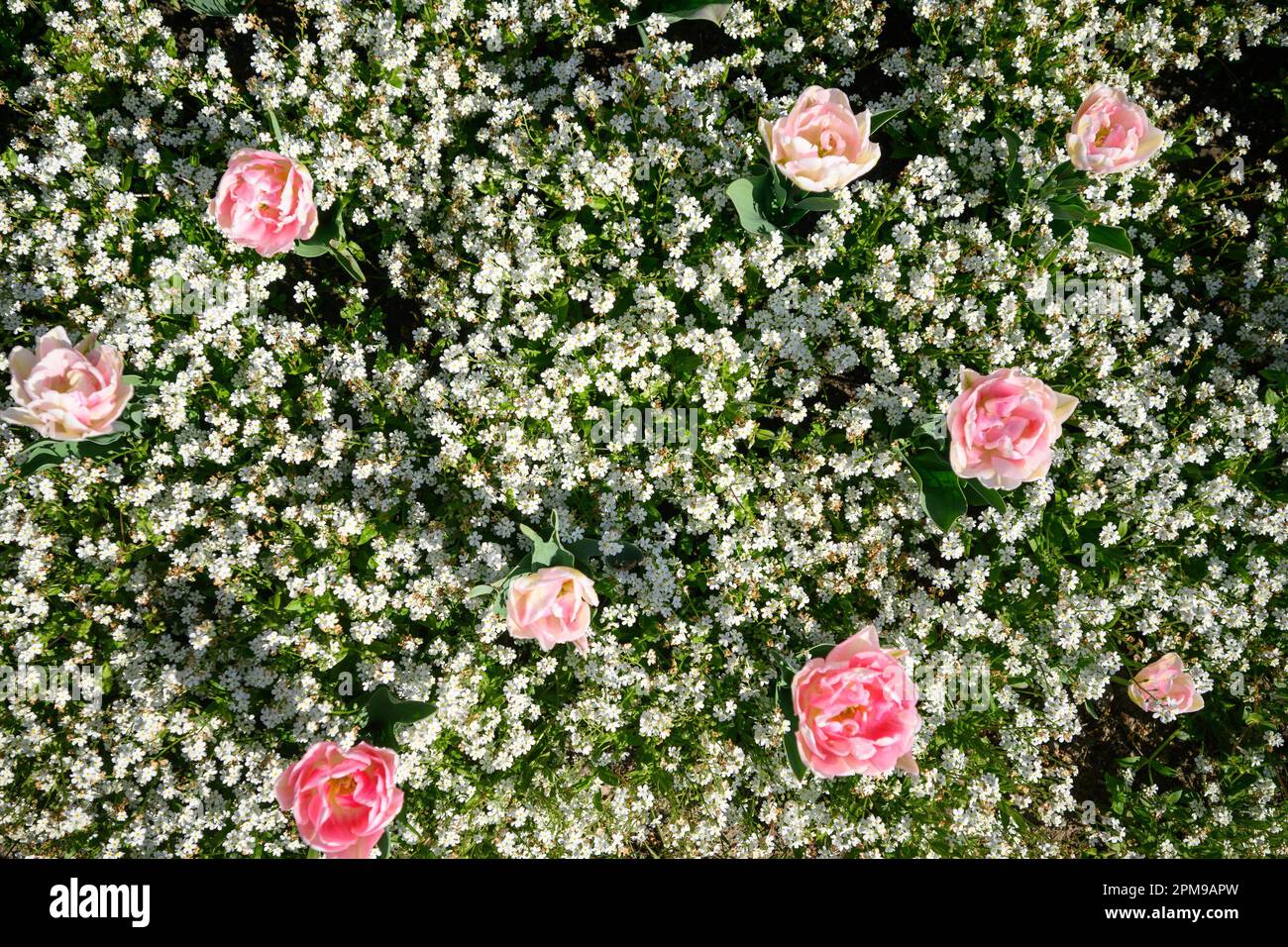 (230412) ZAGREB, April 12, 2023 (Xinhua) Spring flowers are