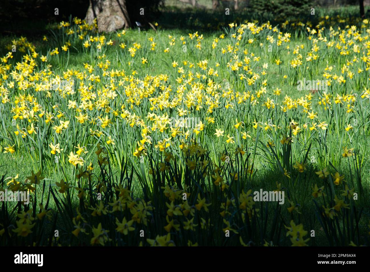 Bright Yellow spring flowers of dwarf daffodil narcissus February Gold in UK garden April Stock Photo