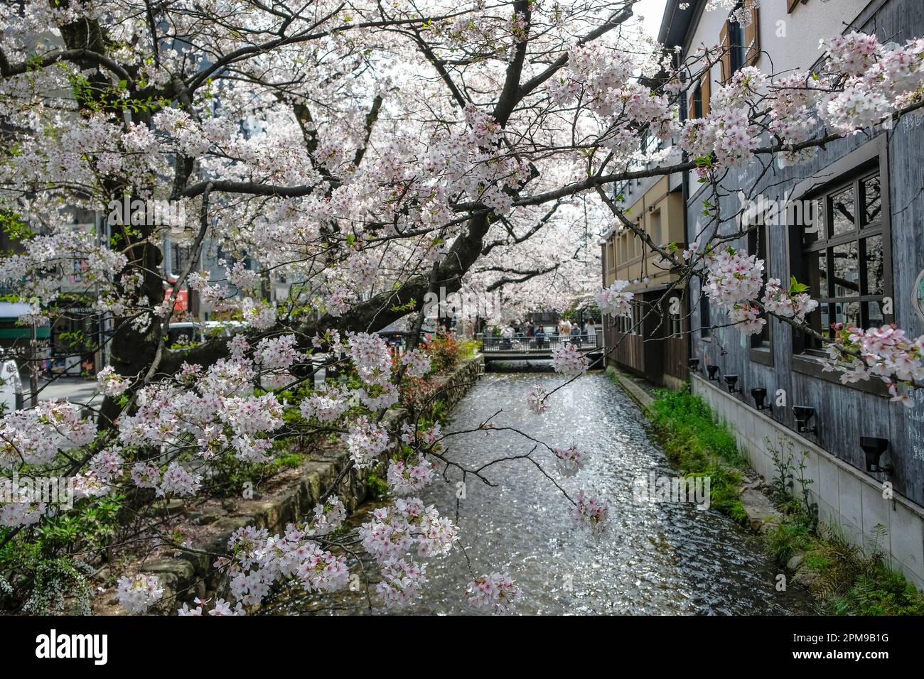 Kyoto, Japan March 31, 2023 Cherry blossoms on the Takase River on