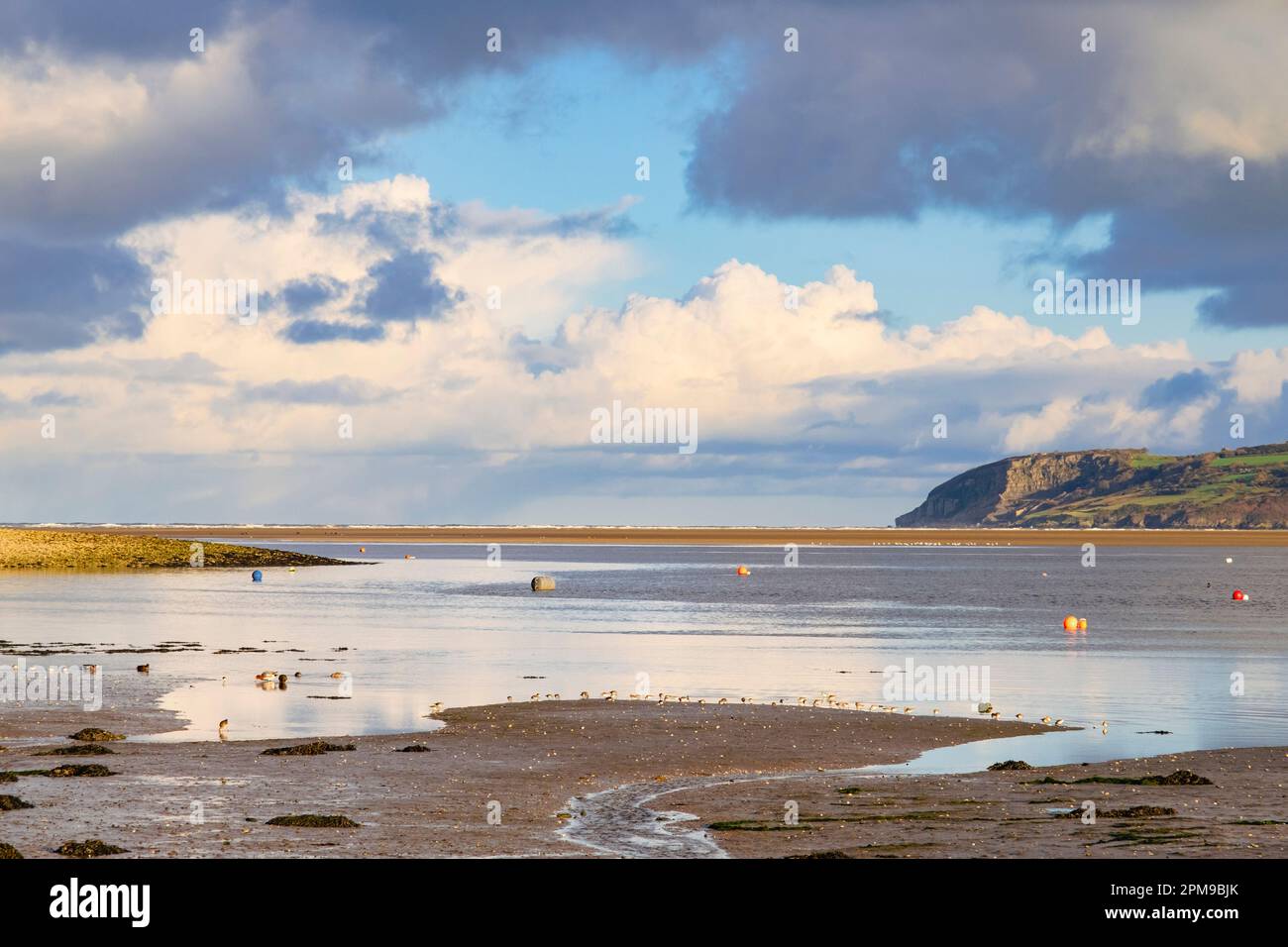 A flock of Dunlin (Calidris alpina) wading birds feed on shoreline ahead of incoming tide in Red Wharf Bay, Benllech, Isle of Anglesey, Wales, UK Stock Photo