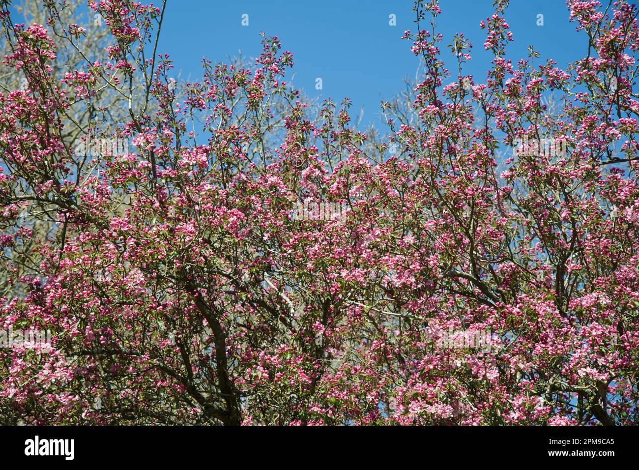 Pink spring apple blossom of crab apple malus x adstringens Almey in UK garden April Stock Photo