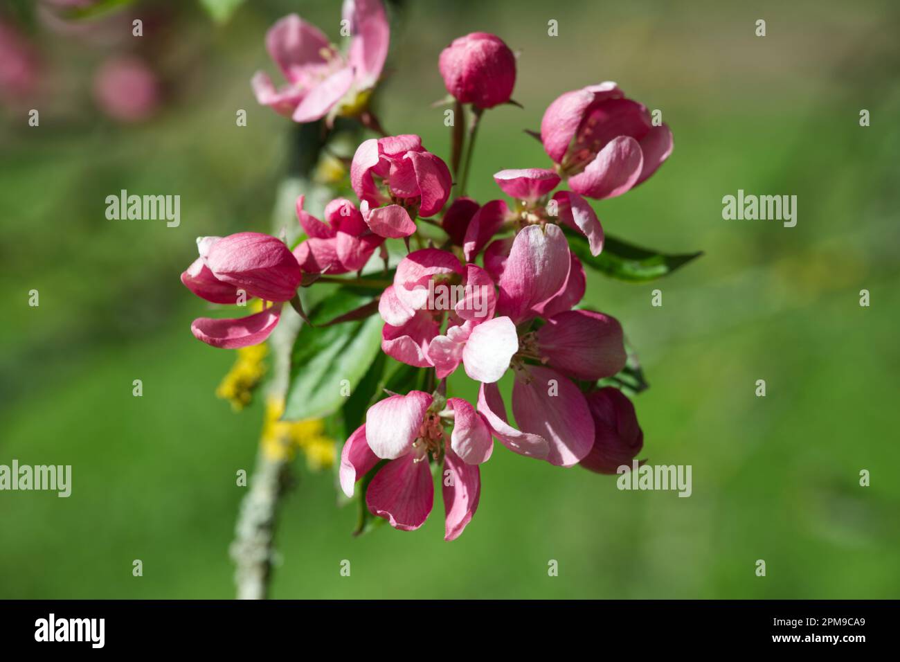 Pink spring apple blossom of crab apple malus x adstringens Almey in UK garden April Stock Photo