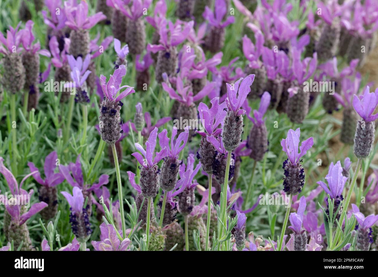 Photo of blooming lavender flowers lavandula stoechas javelin forte