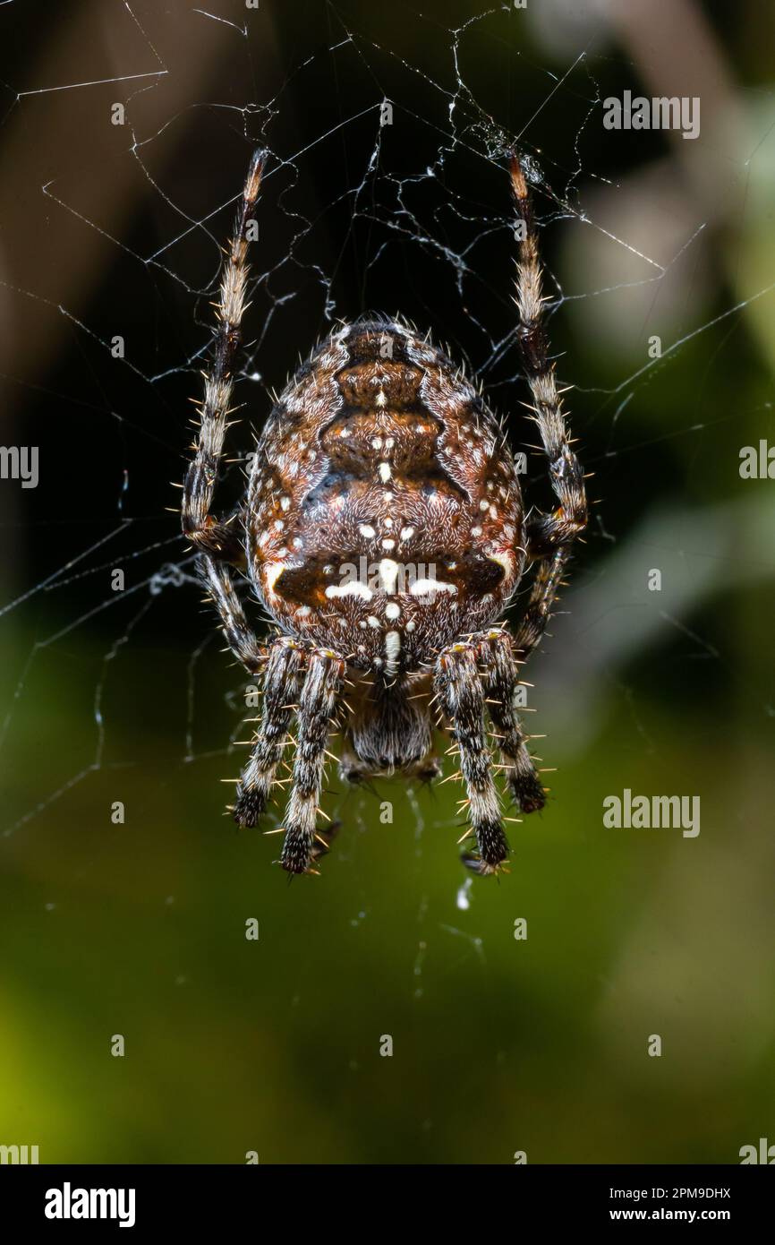 Spider Araneus diadematus with a cross on its back on a web against a ...