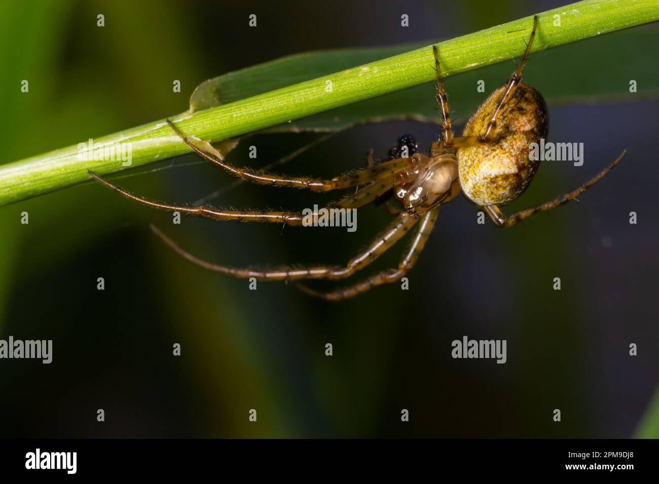 Nice macro image of a spider web sitting on its web with a blurred ...