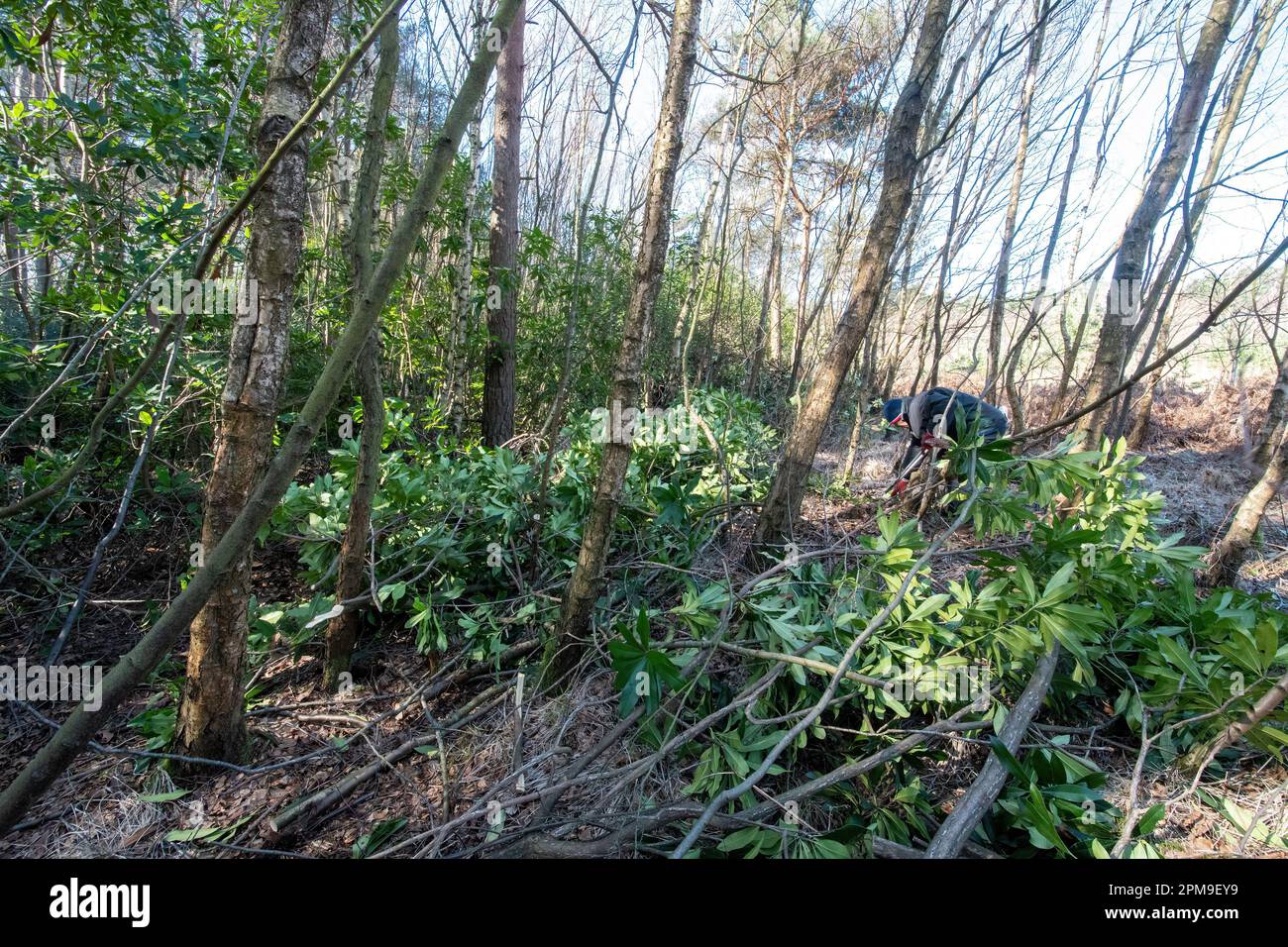 Clearing or removing invasive rhododendron bushes from the countryside ...