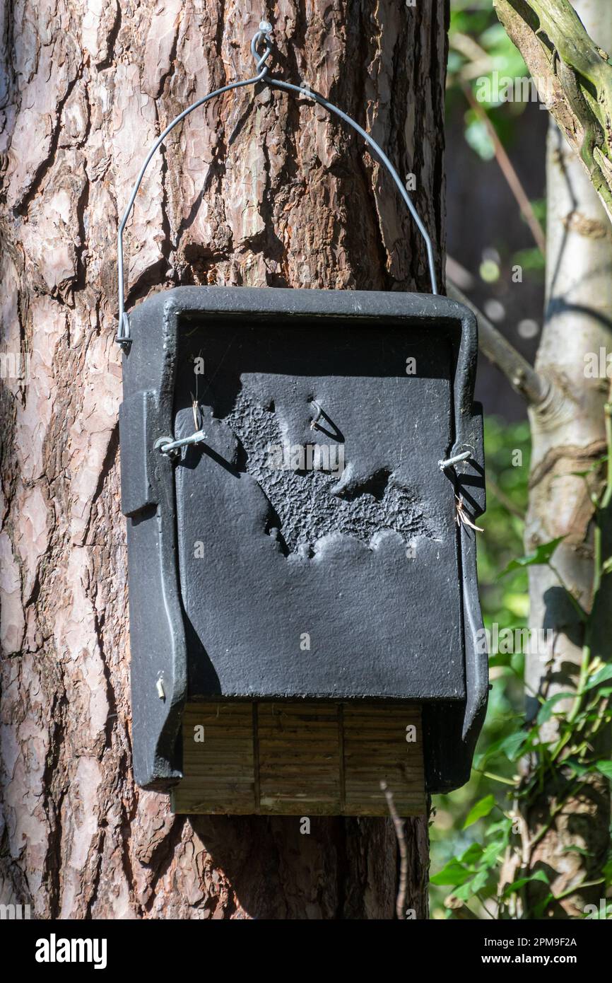 Large rectangular black bat box on a pine tree, crevice bat box for roosting bats in a forest, England, UK Stock Photo