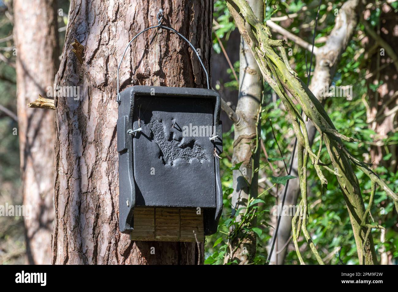 Large rectangular black bat box on a pine tree, crevice bat box for roosting bats in a forest, England, UK Stock Photo