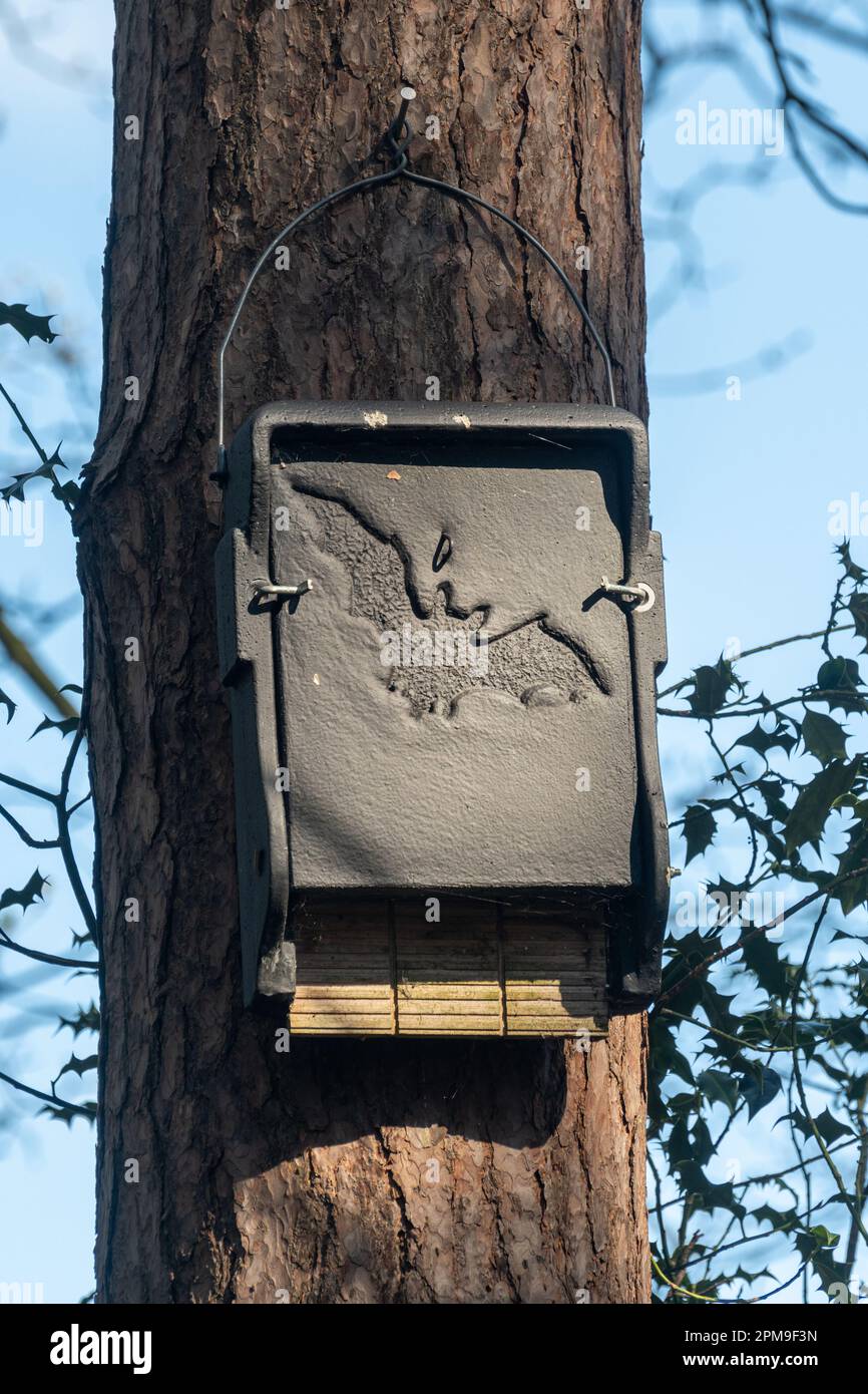 Large rectangular black bat box on a pine tree, box for roosting bats in a forest, England, UK