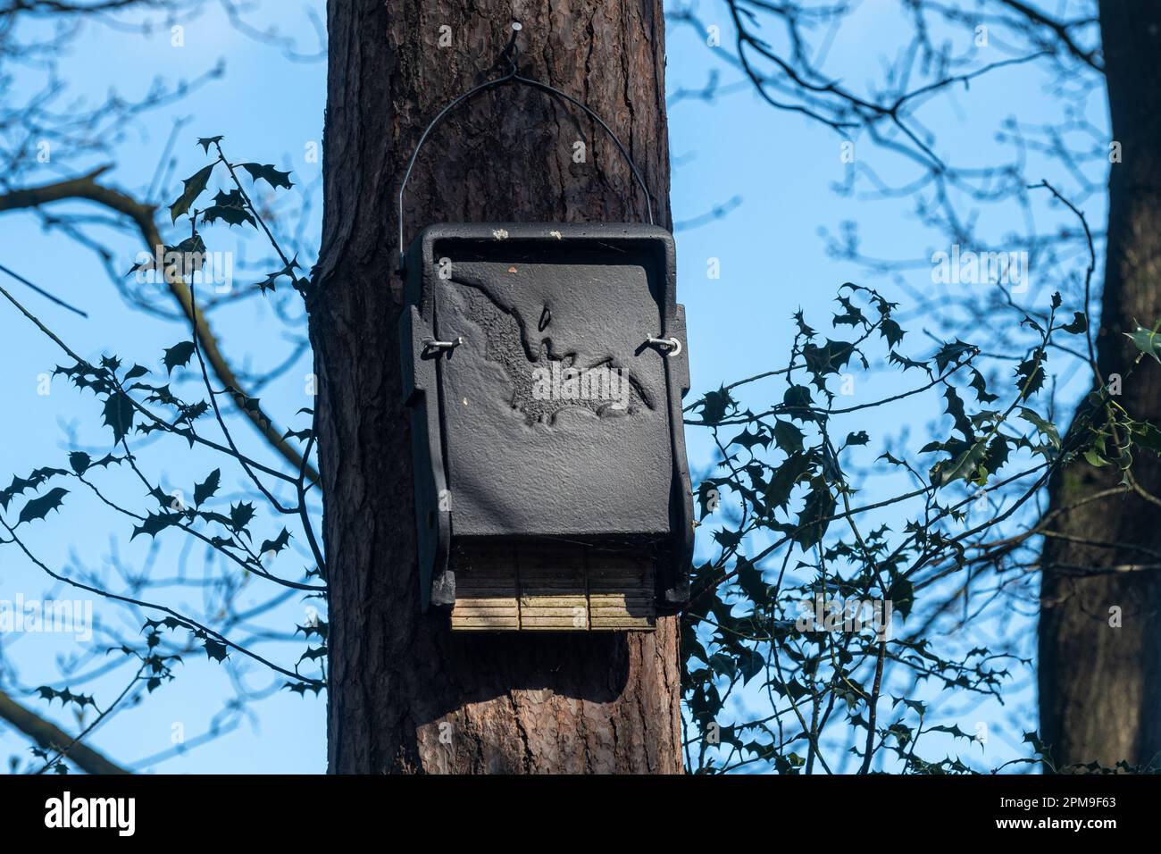 Large rectangular black bat box on a pine tree, crevice bat box for