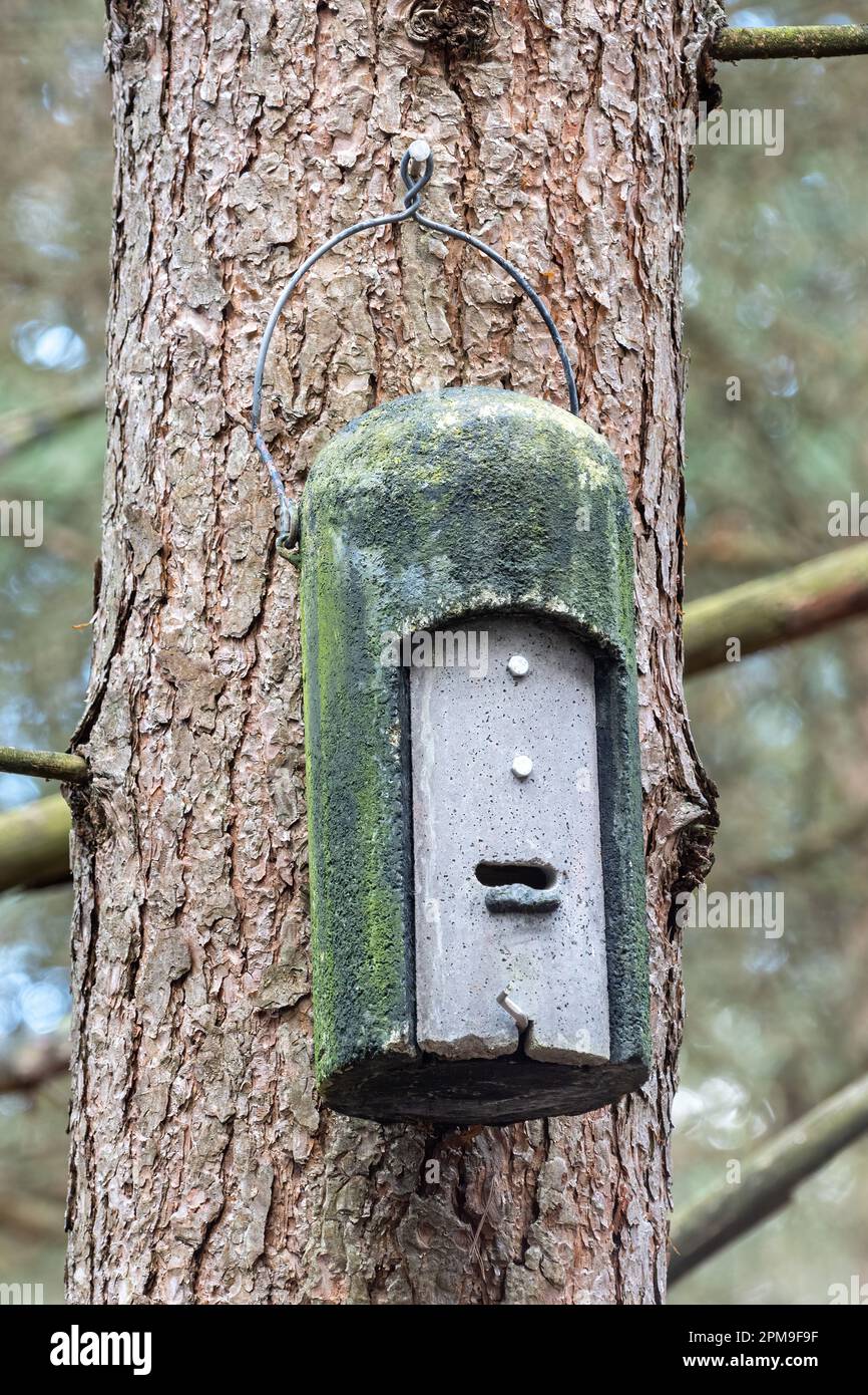 Bat roosting box on a pine tree, rounded box for roosting bats in a forest, England, UK Stock Photo