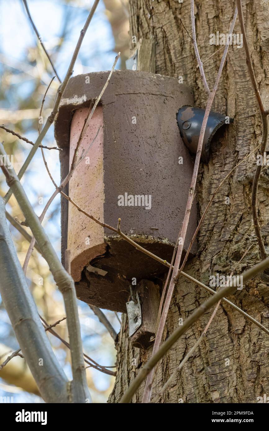 Treecreeper bird nest box with entrances at the sides, designed for treecreepers, on a pine tree Stock Photo