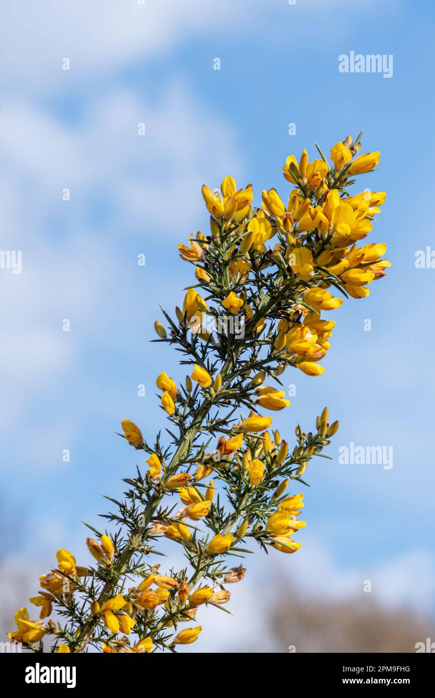Yellow flowers of common gorse (Ulex europaeus) against a blue sky Stock Photo