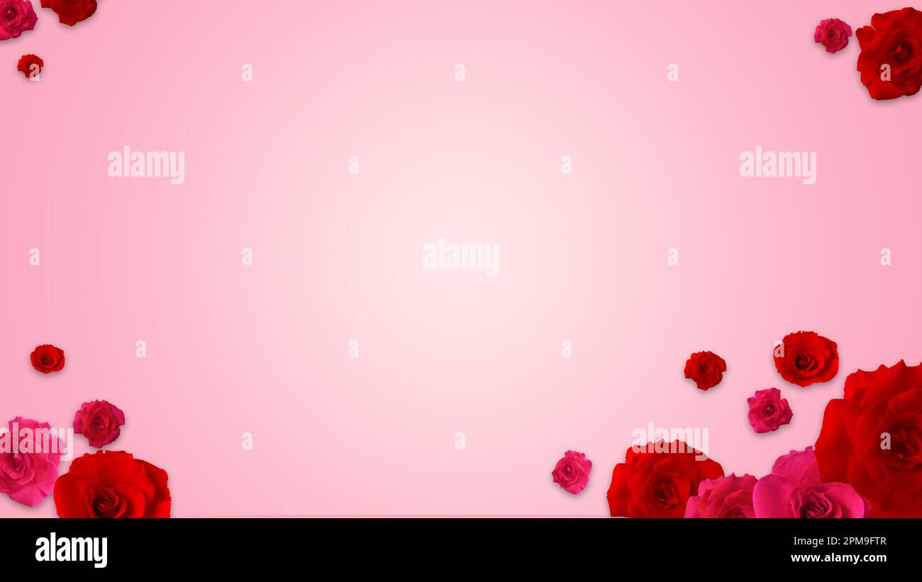 Red roses on a pink background with copy space Stock Photo - Alamy