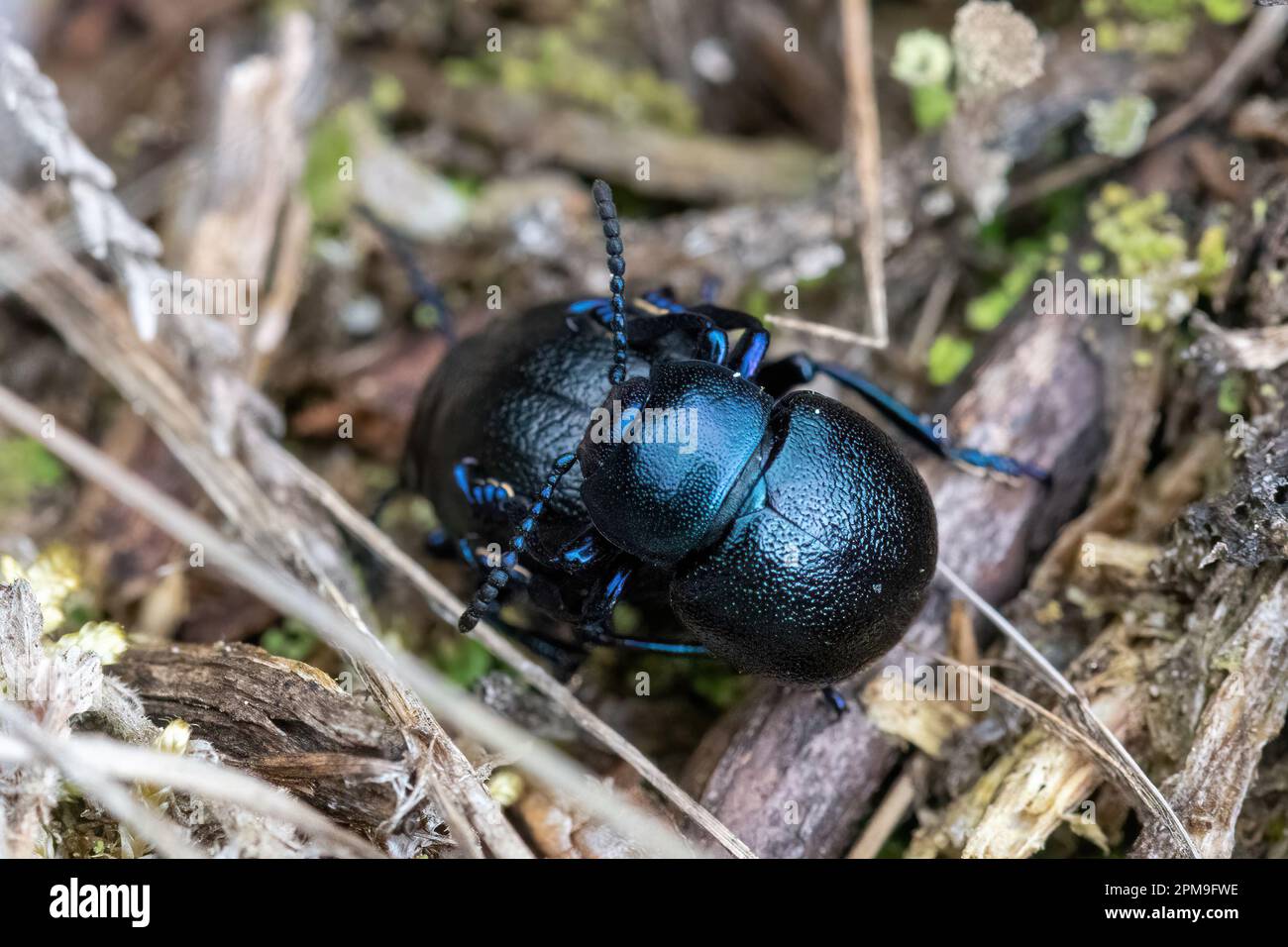 Bloodynosed beetle pair, Timarcha tenebricosa, mating bloodynosed