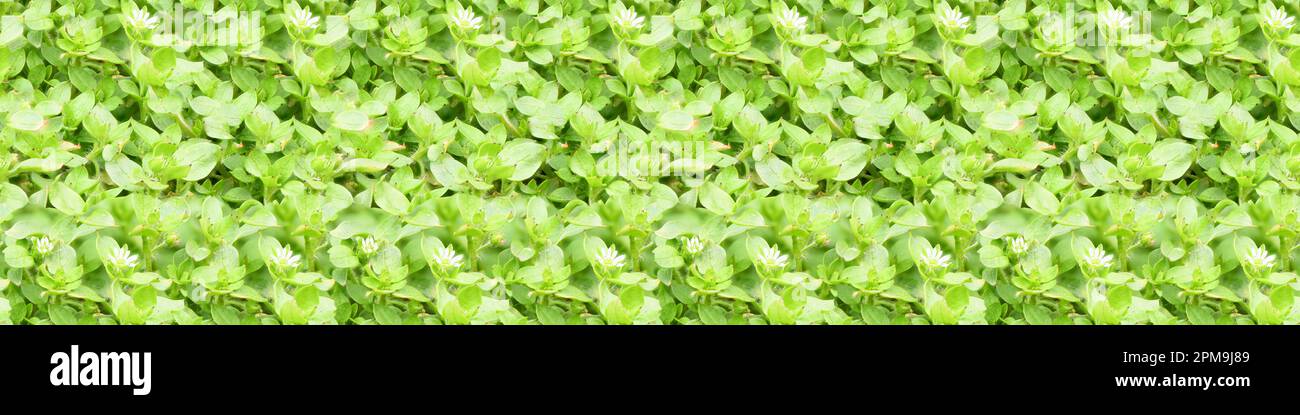Seamless long banner, Chickweed ,Stellaria media in the garden. High resolution. Full depth of field. Stock Photo