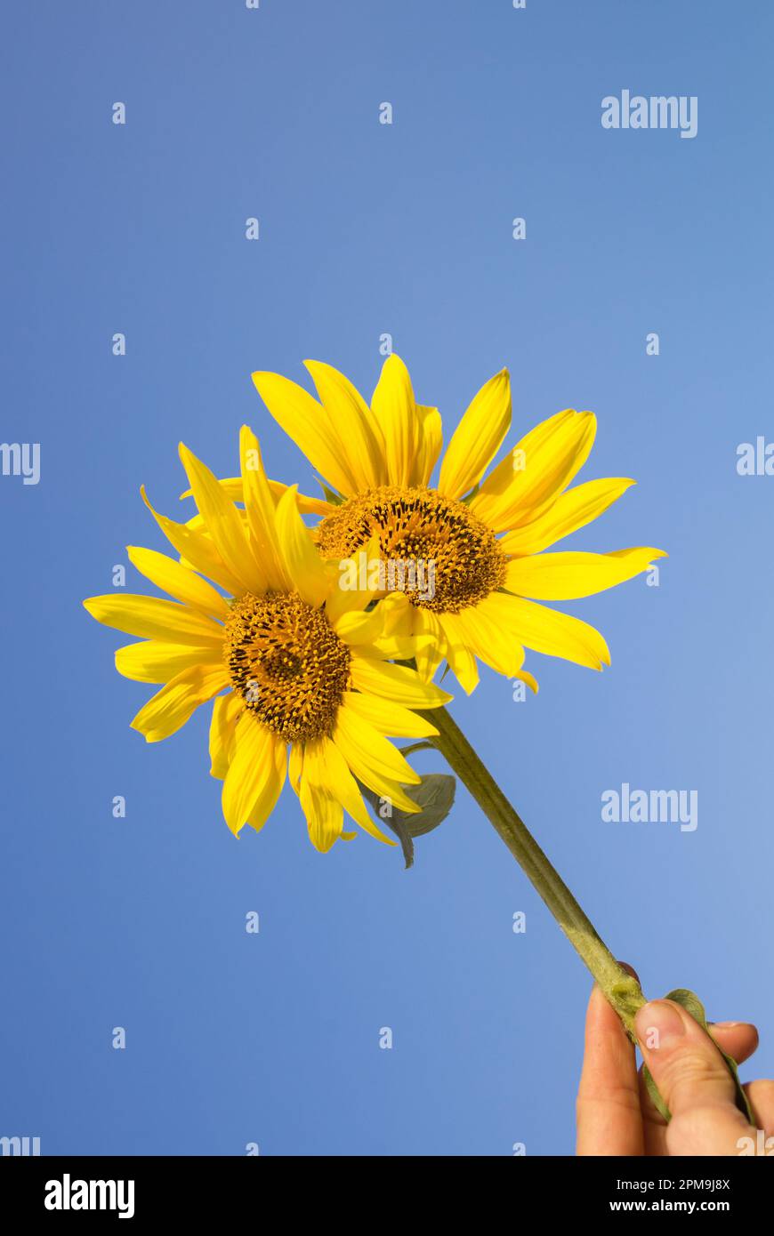 double flower of yellow sunflowers on background of blue sky. colors of Ukrainian flag. Stand with Ukraine. Love for Ukraine. concept of the dream of Stock Photo