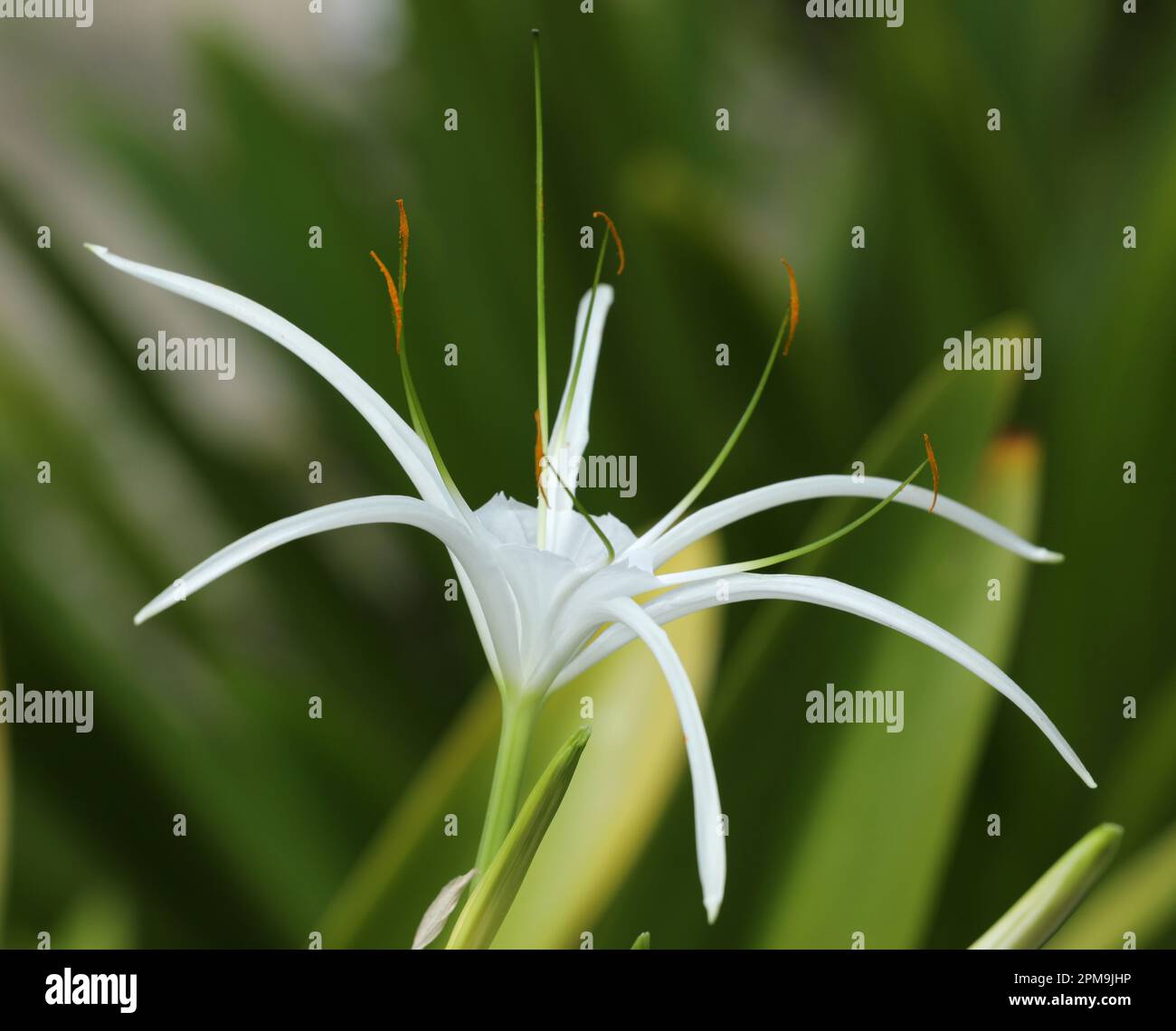 Lilies, the symbol of life, growing in a tropical Caribbean Garden. Stock Photo