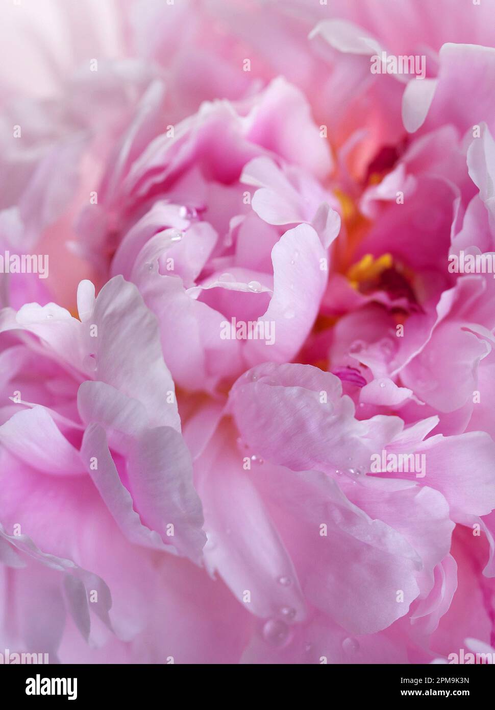 Double Pink Peony: high-key, soft focus close-up, studio image of the multiple rows of light pink petals unfurling from the centre of the Peony Stock Photo