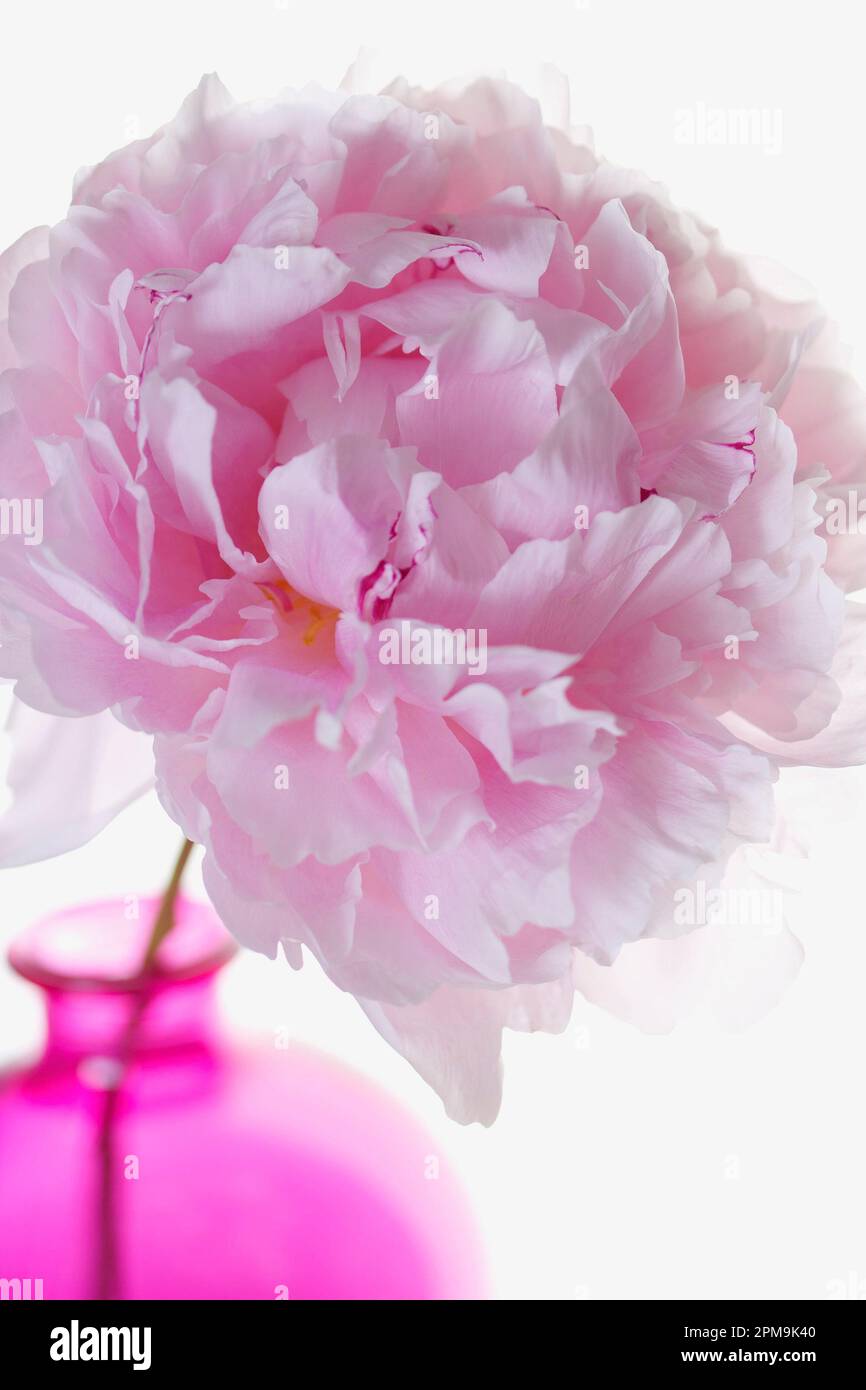 Double Pink Peony: high-key, soft focus close-up image of the light pink petals of a Peony Double Pink stem standing in a pink glass bottle. Stock Photo