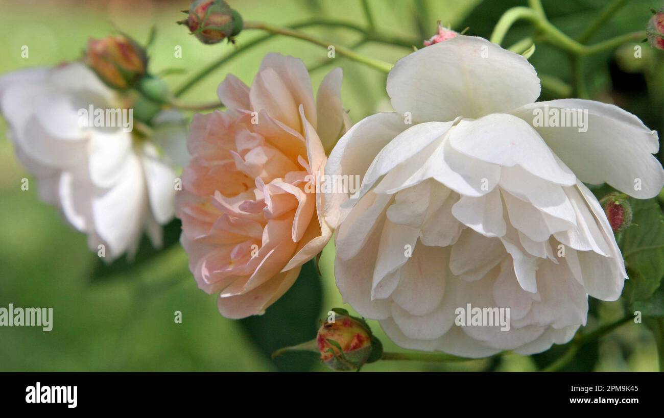 Fresh & summery image of white & pale peach coloured climbing roses.  Macro image.  English garden, June Stock Photo