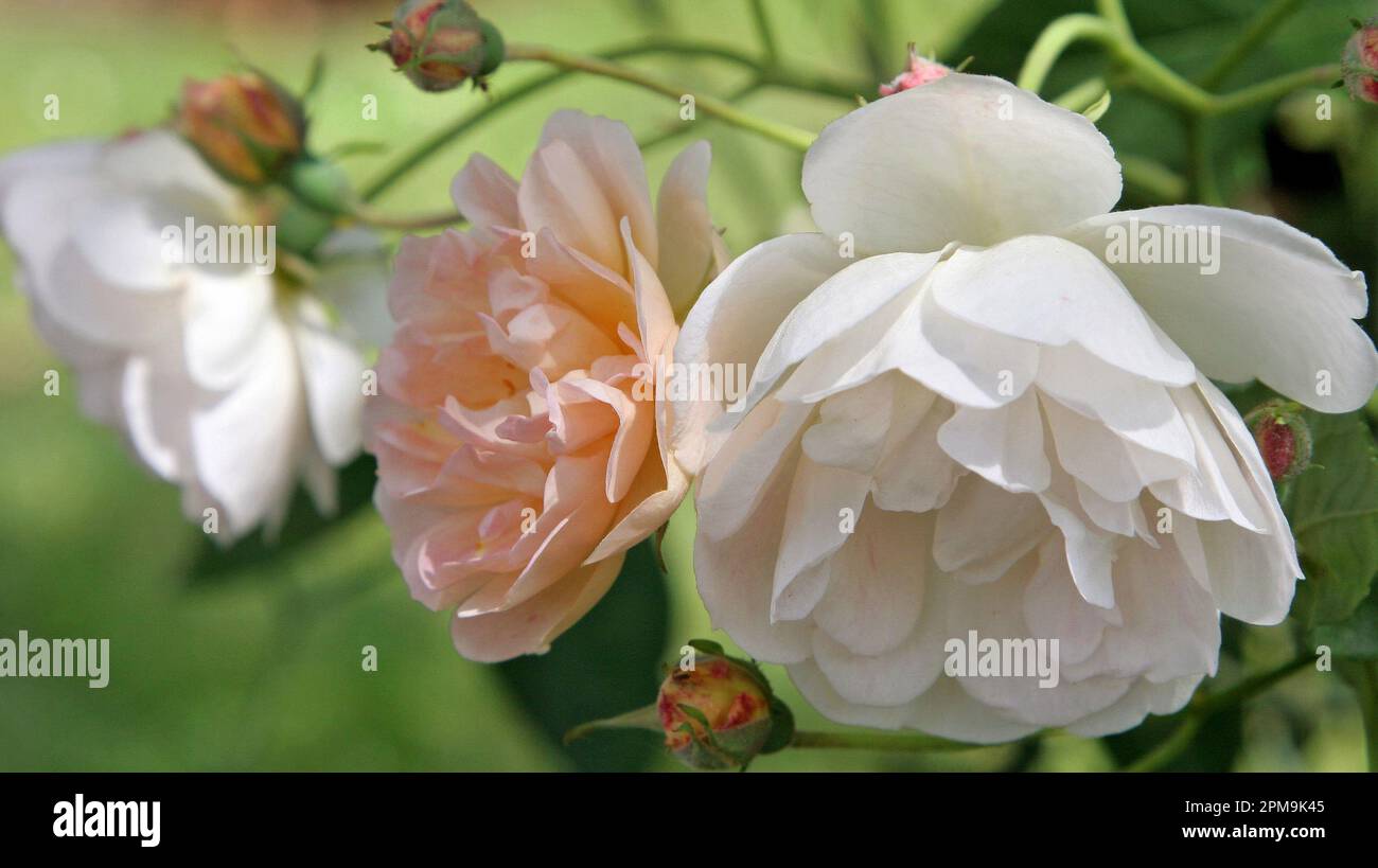 Close up image white climbing rose hi-res stock photography and images ...