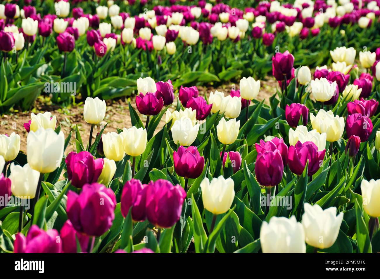 Tulipani, Tulipani Italiani, Arese, Italia Stock Photo