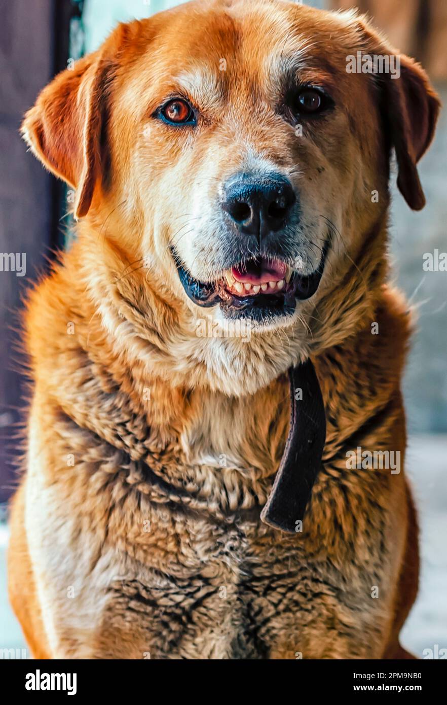 German shepherd lab mix hires stock photography and images Alamy