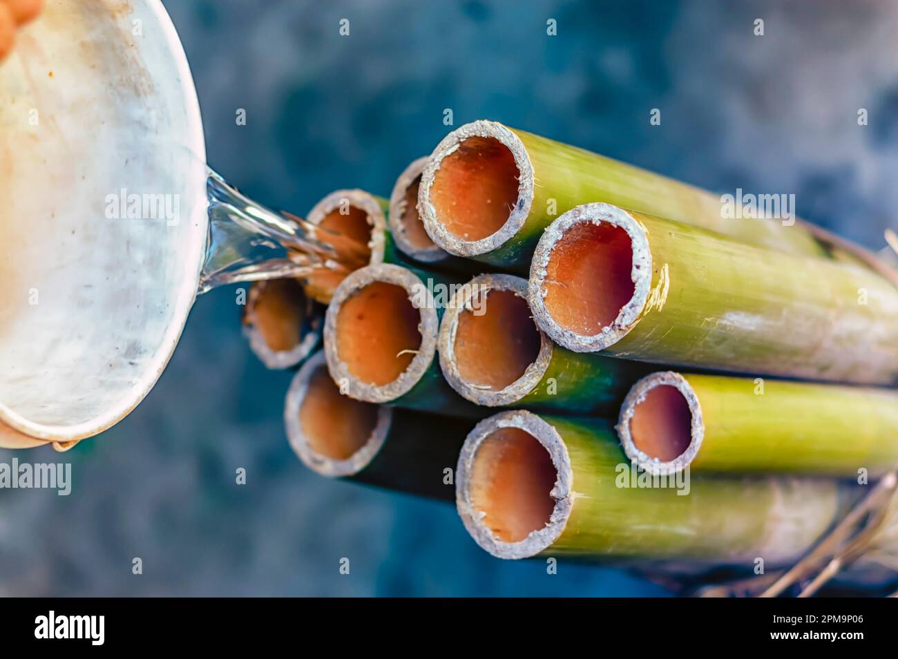Bamboo sections being filled with water in preparation to cook sticky