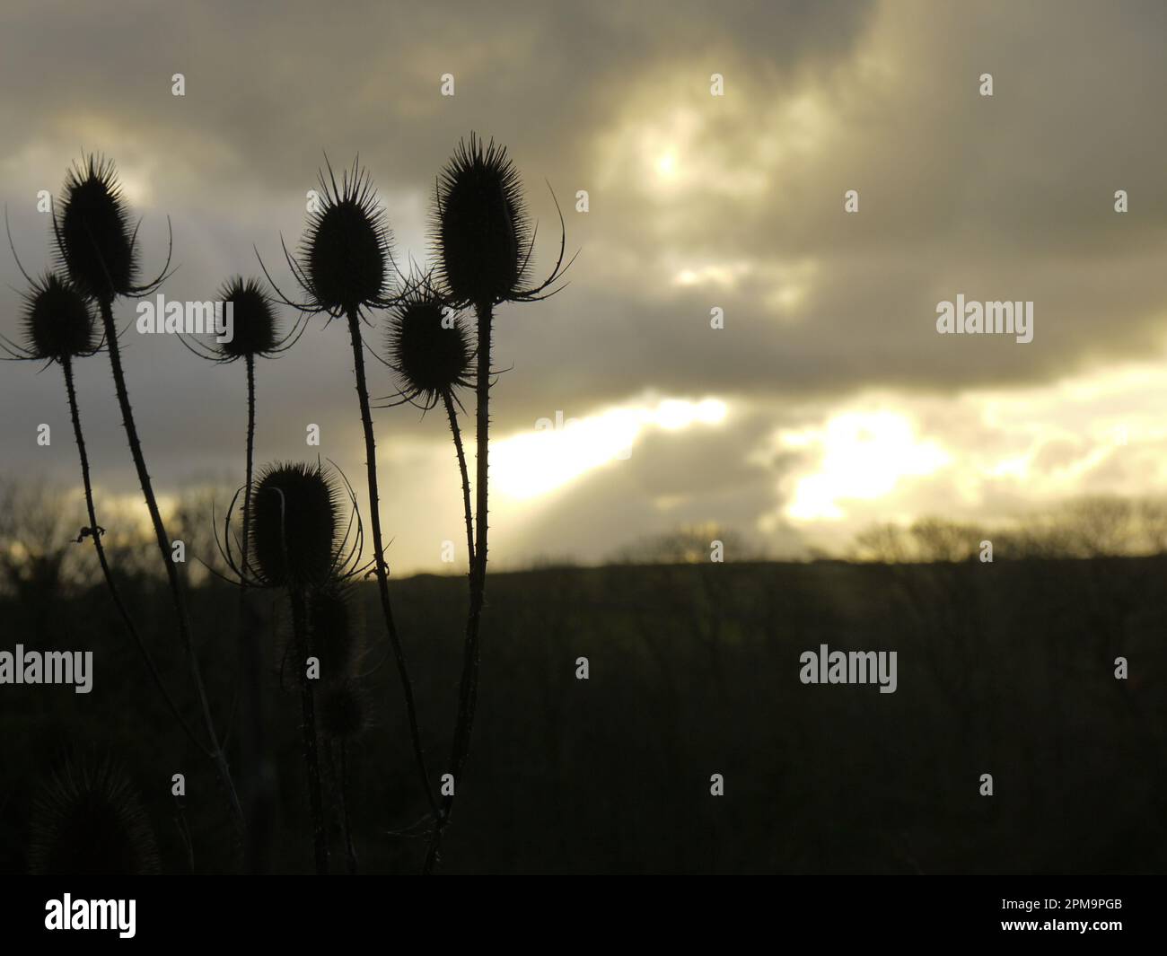 Teasel seed heads (Dipsacus fullonum) silhouetted against a stormy winter sky in Kestle Mill, Cornwall, UK Stock Photo