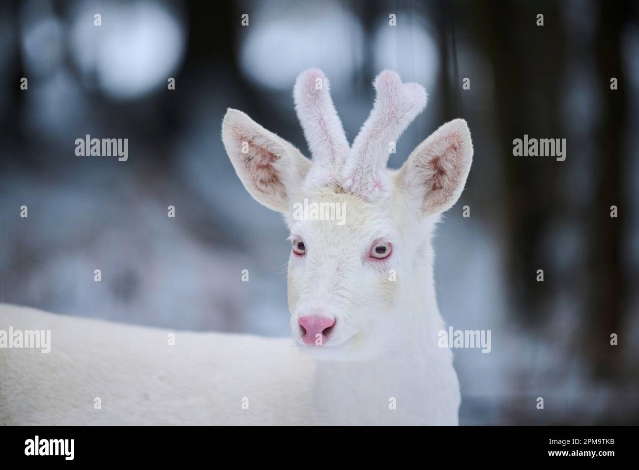 Roe deer (Capreolus capreolus) portrait, albino, white, Bavaria, Germany Stock Photo