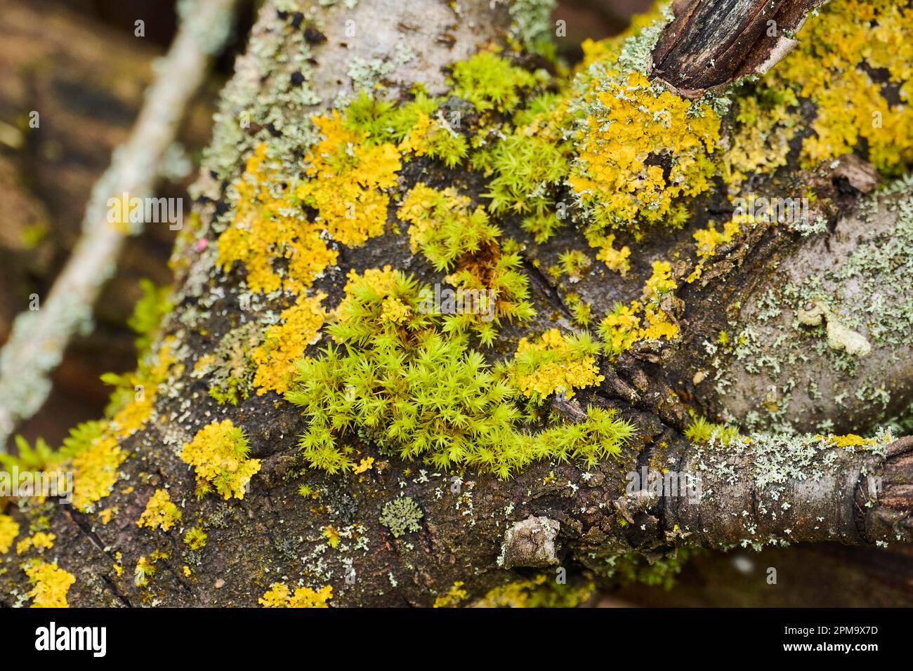 Horn calcareous moss (Mnium hornum) growing on a wood, Bavaria, Germany Stock Photo
