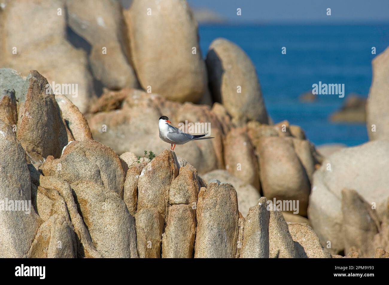 Parco Nazionale Arcipelago de La Maddalena. OR. Sardegna. Italy Stock