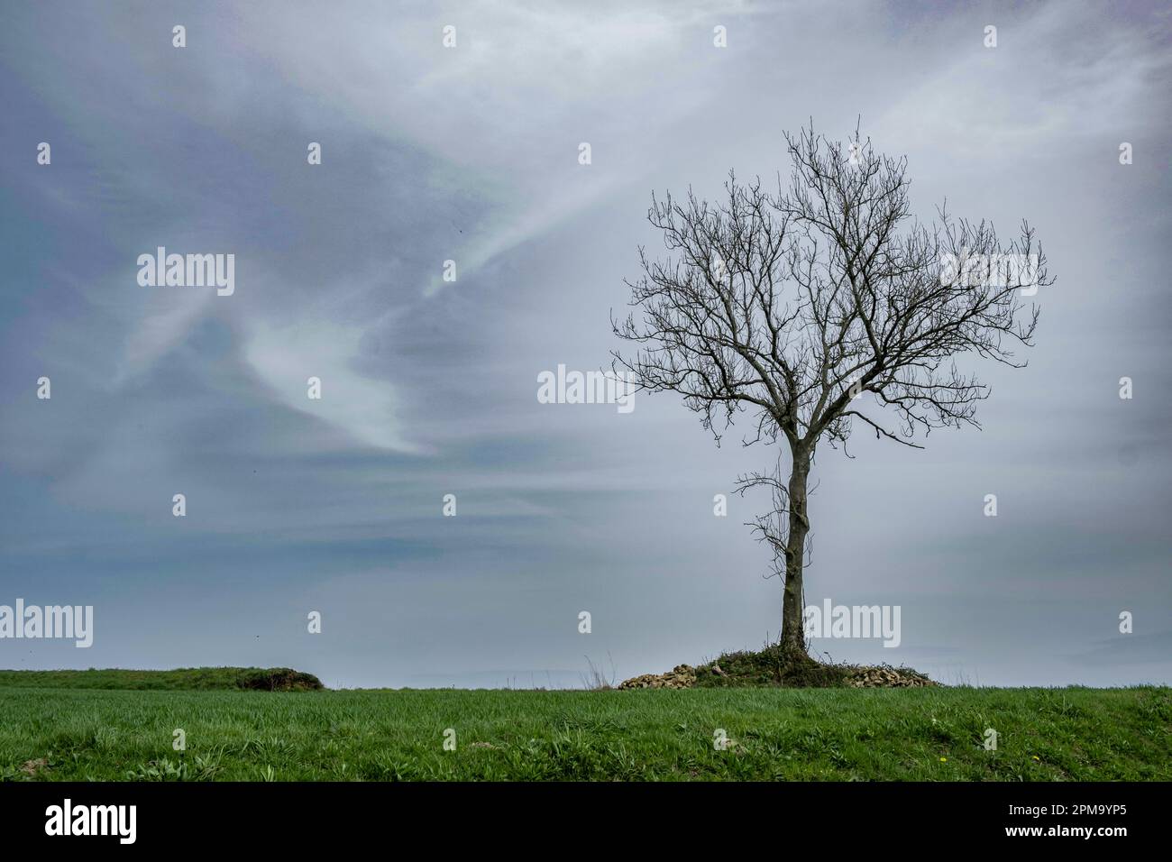 freestanding dry tree against the sky. Ecology concept, environmental ...