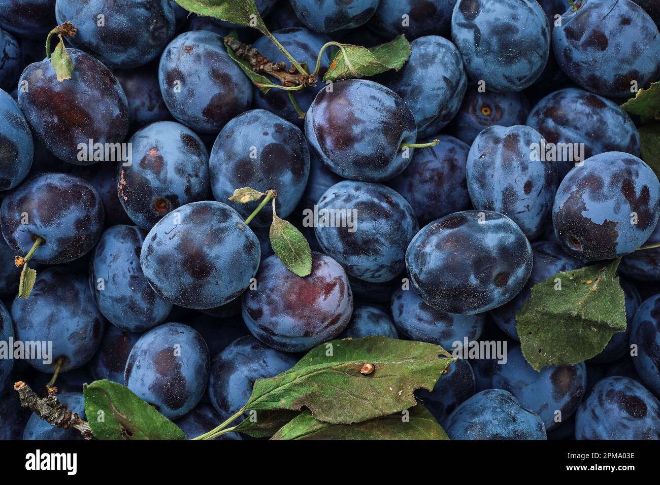 Ripe plums, prunes with few leaves. Closeup of fresh plums, top view