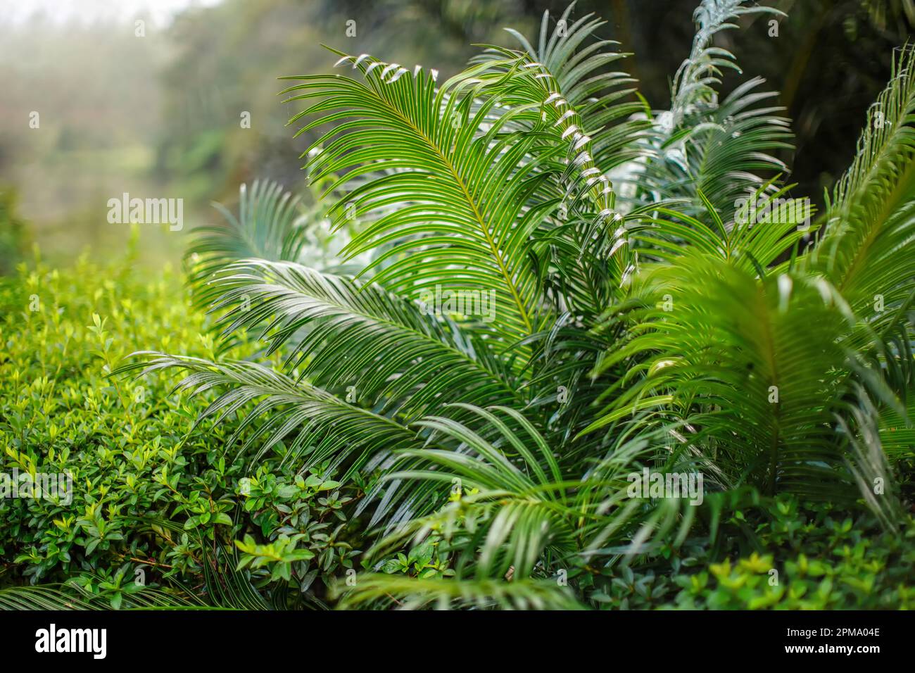 African rainforest jungle, close detail fern plants, shallow depth of field photo, only few leaves in focus Stock Photo