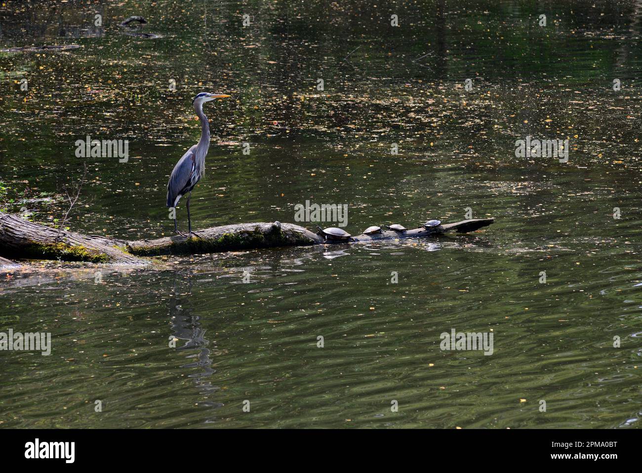 Great Blue Heron on log with turtles Stock Photo