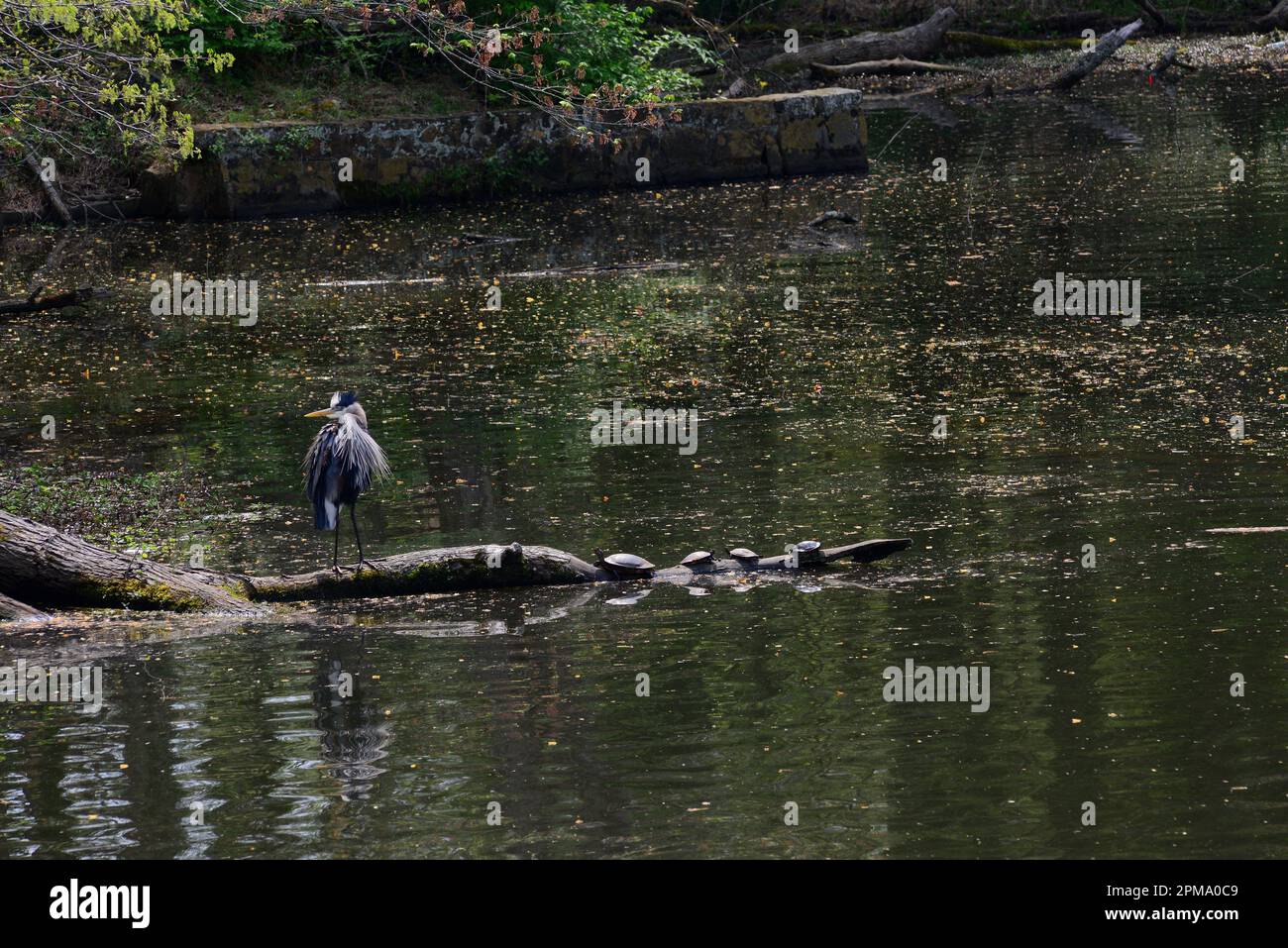 Great Blue Heron Preening on Log Stock Photo