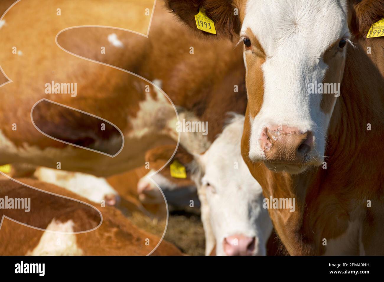 Livestock & Law Stock Photo Alamy