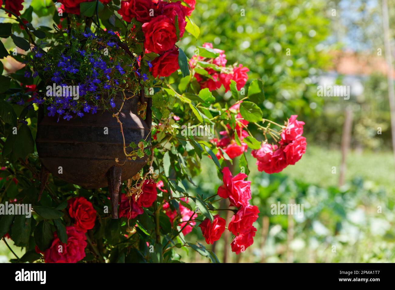 Planter with roses (genus Rosa) and male chaff (Lobelia erinus), Portugal Stock Photo