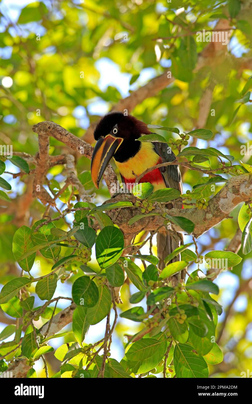 Brown-eared macaw, adult, Pantanal, Mato chestnut-eared aracari ...
