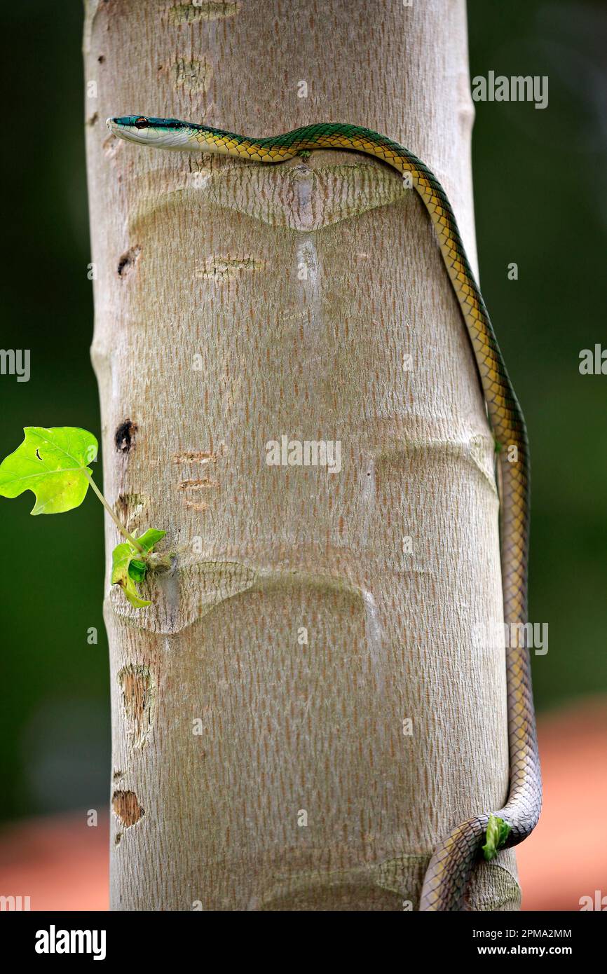 Leptophis ahaetulla, adult on tree, Pantanal, Mato lora snake ...