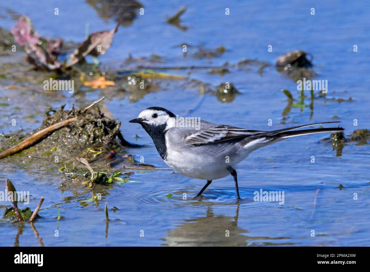 White wagtail (Motacilla alba alba) foraging for aquatic insects in the mud along muddy pond shore in wetland Stock Photo