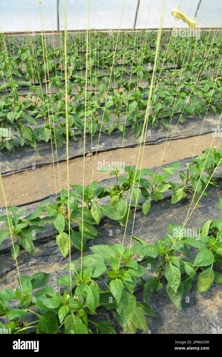 Greenhouse where vegetables are grown in organic soil Stock Photo - Alamy