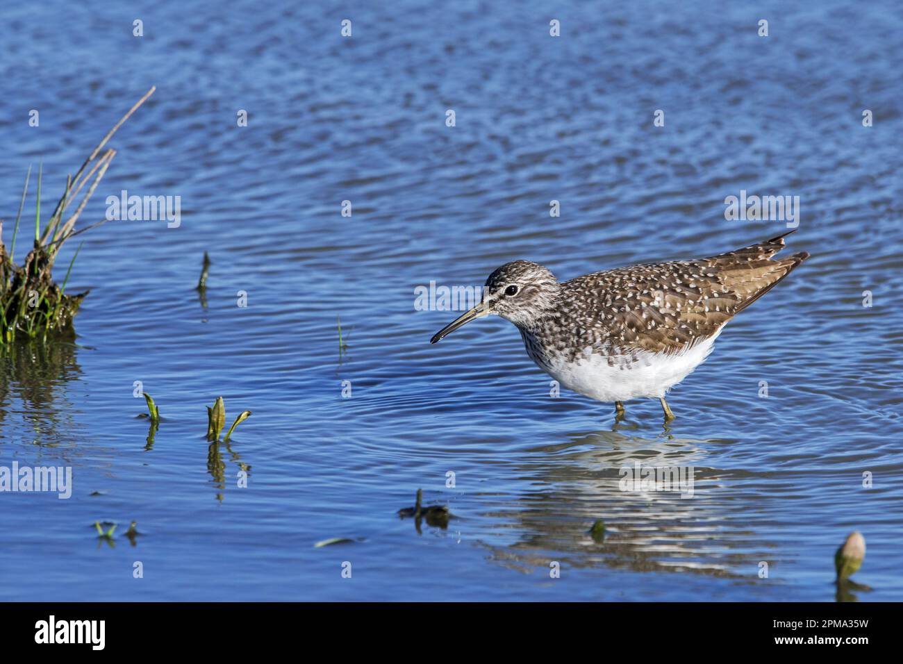 Green sandpiper (Tringa ochropus) foraging for small invertebrates in ...